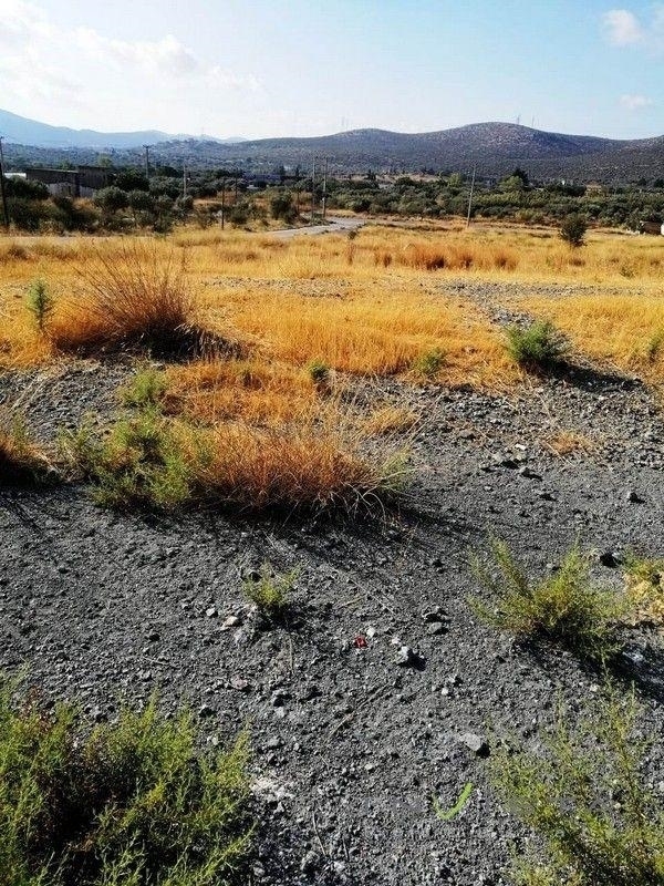 (For Sale) Land Plot || East Attica/Keratea - 6.574 Sq.m, 1.350.000€ 