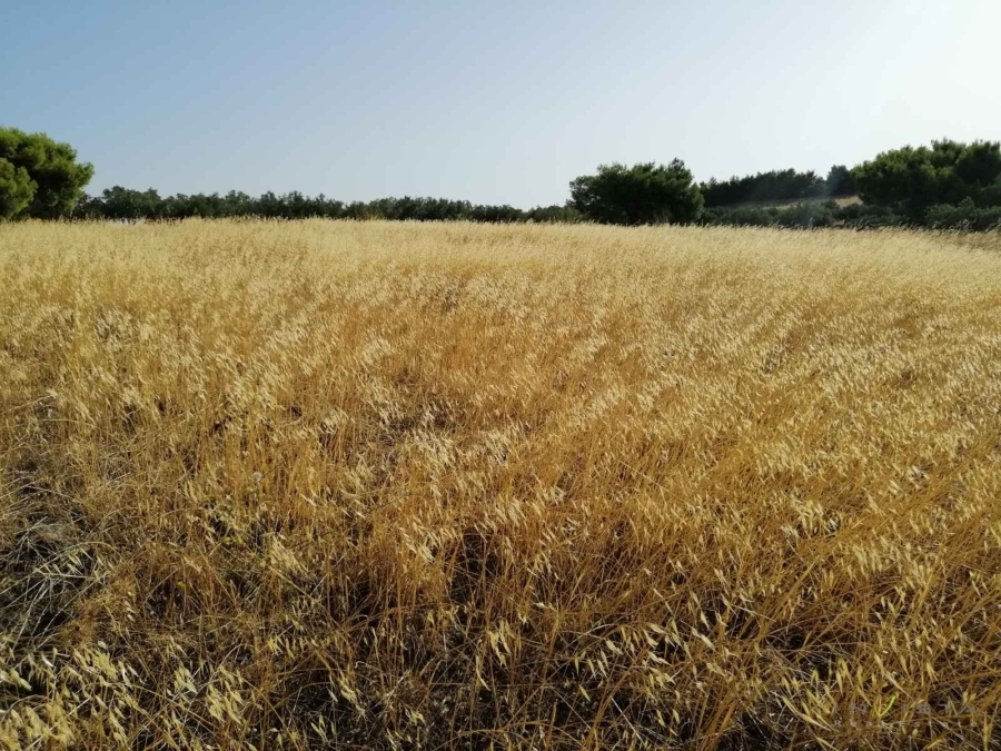 (For Sale) Land Agricultural Land  || East Attica/ Lavreotiki - 19.000 Sq.m, 360.000€ 